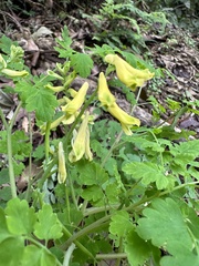 Corydalis balansae