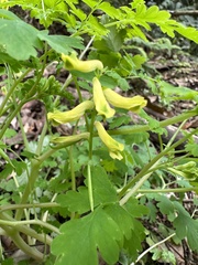 Corydalis balansae