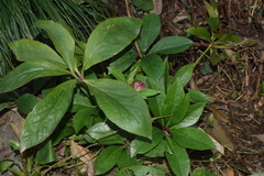 Helleborus orientalis
