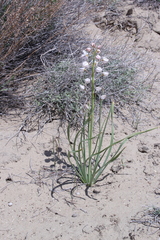 Eremurus anisopterus