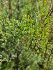 Osyris lanceolata