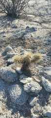 Cylindropuntia bigelovii
