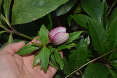 Helleborus orientalis