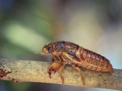 Cicadettinae
