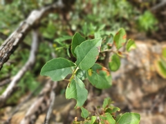 Acokanthera oppositifolia