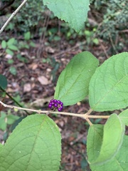 Callicarpa pedunculata