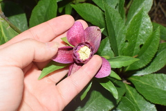 Helleborus orientalis