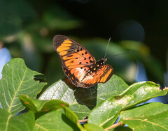 Pseudacraea boisduvalii