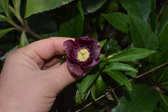 Helleborus orientalis
