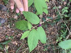 Callicarpa pedunculata
