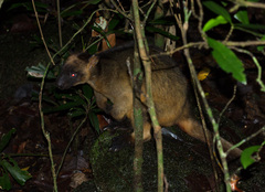 Dendrolagus lumholtzi