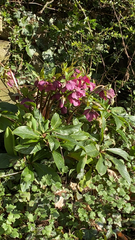 Helleborus orientalis