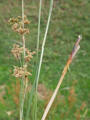 Juncus australis