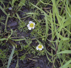 Ranunculus aquatilis