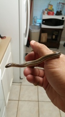 Tropidoclonion lineatum