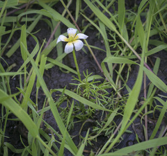 Ranunculus aquatilis