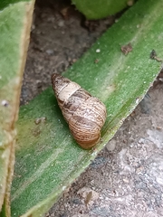 Cochlicella barbara
