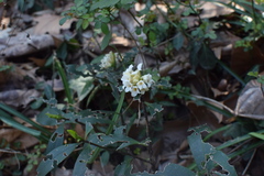 Daphne kiusiana