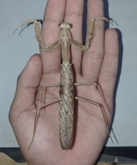 Hierodula timorensis