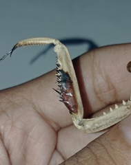 Hierodula timorensis