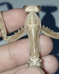 Hierodula timorensis