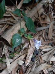 Strobilanthes flexicaulis