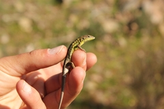 Psammodromus occidentalis