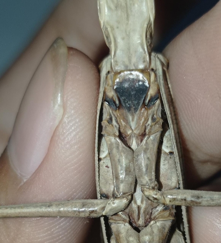 Photo of Timor Giant Mantis (Hierodula timorensis)
