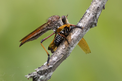 Colepia rufiventris
