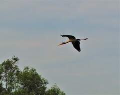 Mycteria leucocephala