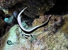 Eques punctatus