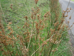 Juncus australis