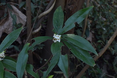 Daphne kiusiana