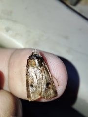 Cerastis faceta