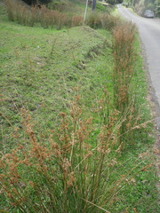 Juncus australis