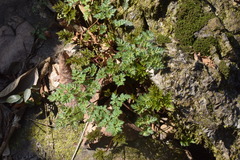 Changium smyrnioides