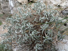 Hormathophylla spinosa