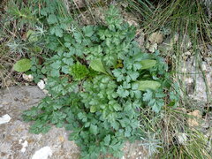 Petroselinum crispum