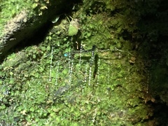 Arachnocampa luminosa