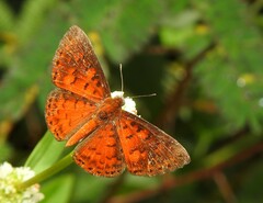 Parvospila lucianus