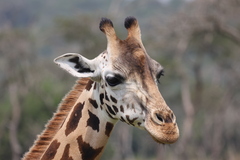 Giraffa camelopardalis rothschildi