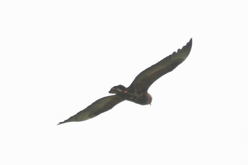 Bateleur (Terathopius ecaudatus), photo 3