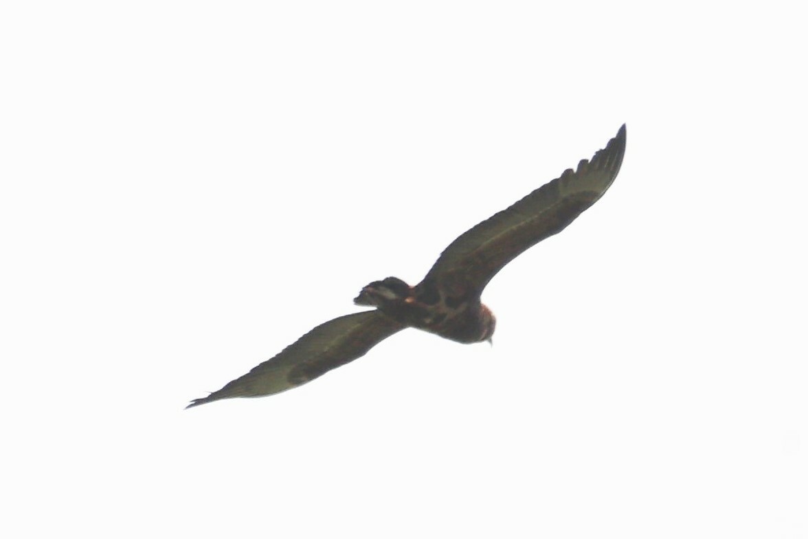 Bateleur (Terathopius ecaudatus)