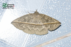 Ugia disjungens