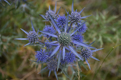Eryngium amethystinum