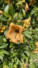 Solandra maxima