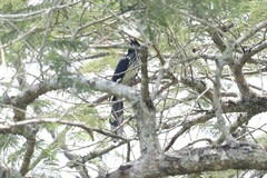 Clamator levaillantii