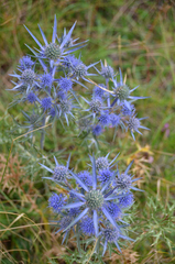 Eryngium amethystinum