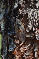 Cicada orni