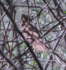 Cercotrichas